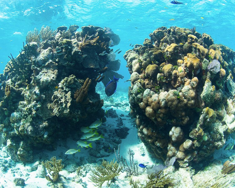 Top 10 spots for the best snorkeling in the Caribbean rated by some of the most experienced snorkelers in the world.