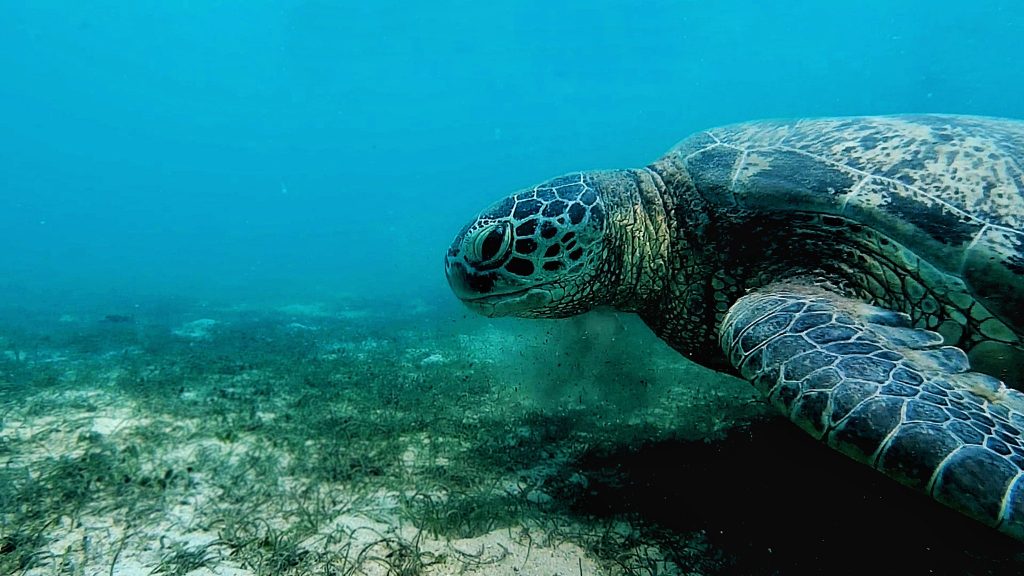 Only the +380 sites on our map were used to determine the top12 best snorkeling spots to see sea turtles. Send us a report on an uncharted snorkeling location if you know of one; it might be added to this list!
