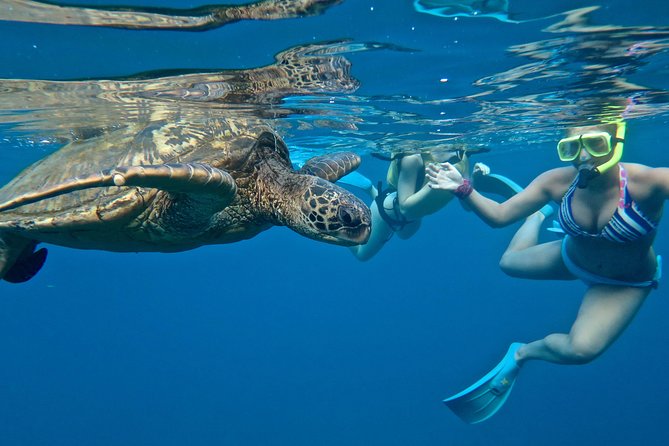 Only the +380 sites on our map were used to determine the top12 best snorkeling spots to see sea turtles. Send us a report on an uncharted snorkeling location if you know of one; it might be added to this list!