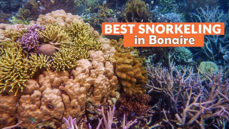 Best snorkeling in Bonaire: Top 10 Spots