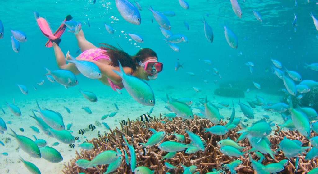 There are over 1500 species of starfish in the world, and the majority are totally inoffensive for humans. Check out our best snorkeling spots to see starfish!