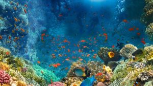 10 Best Snorkeling Spots To See Clownfish