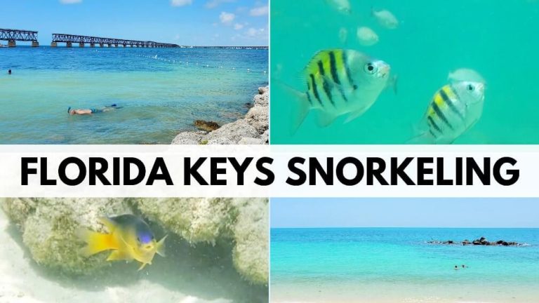 5 Best Snorkeling In The Florida Keys